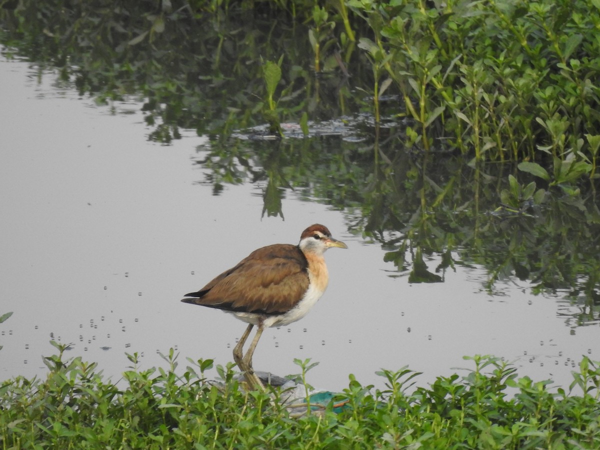 Bronze-winged Jacana - ML641803185