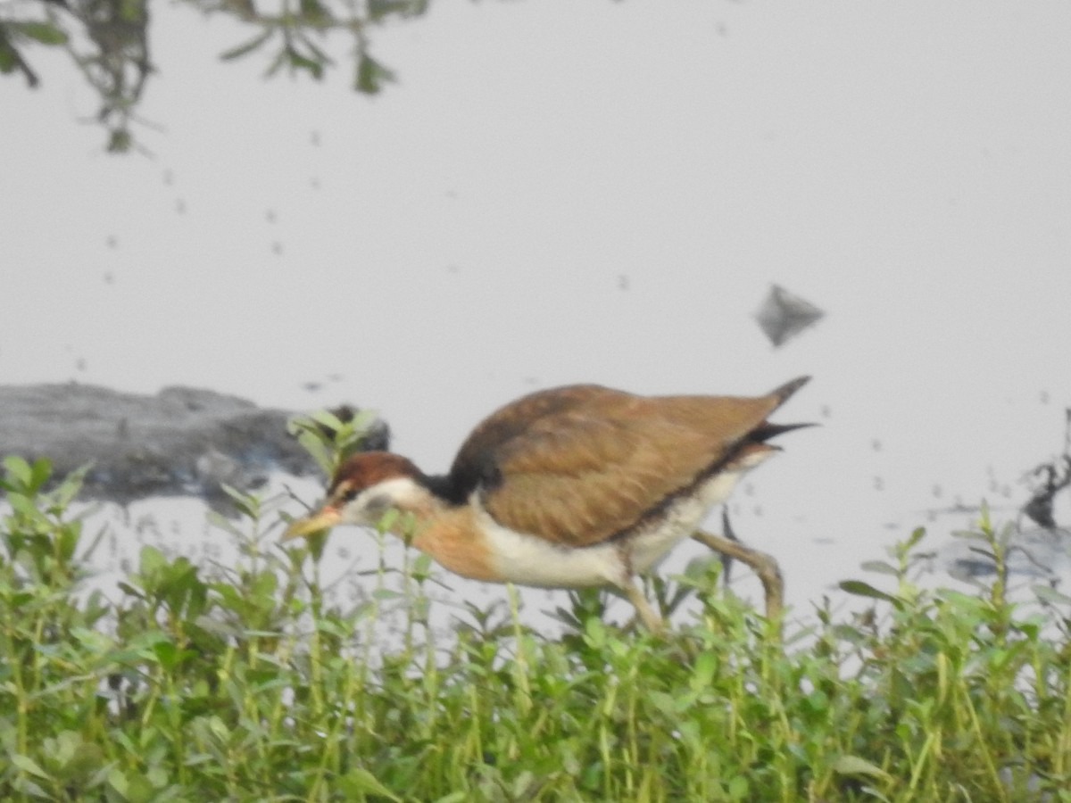 Bronze-winged Jacana - ML641803187