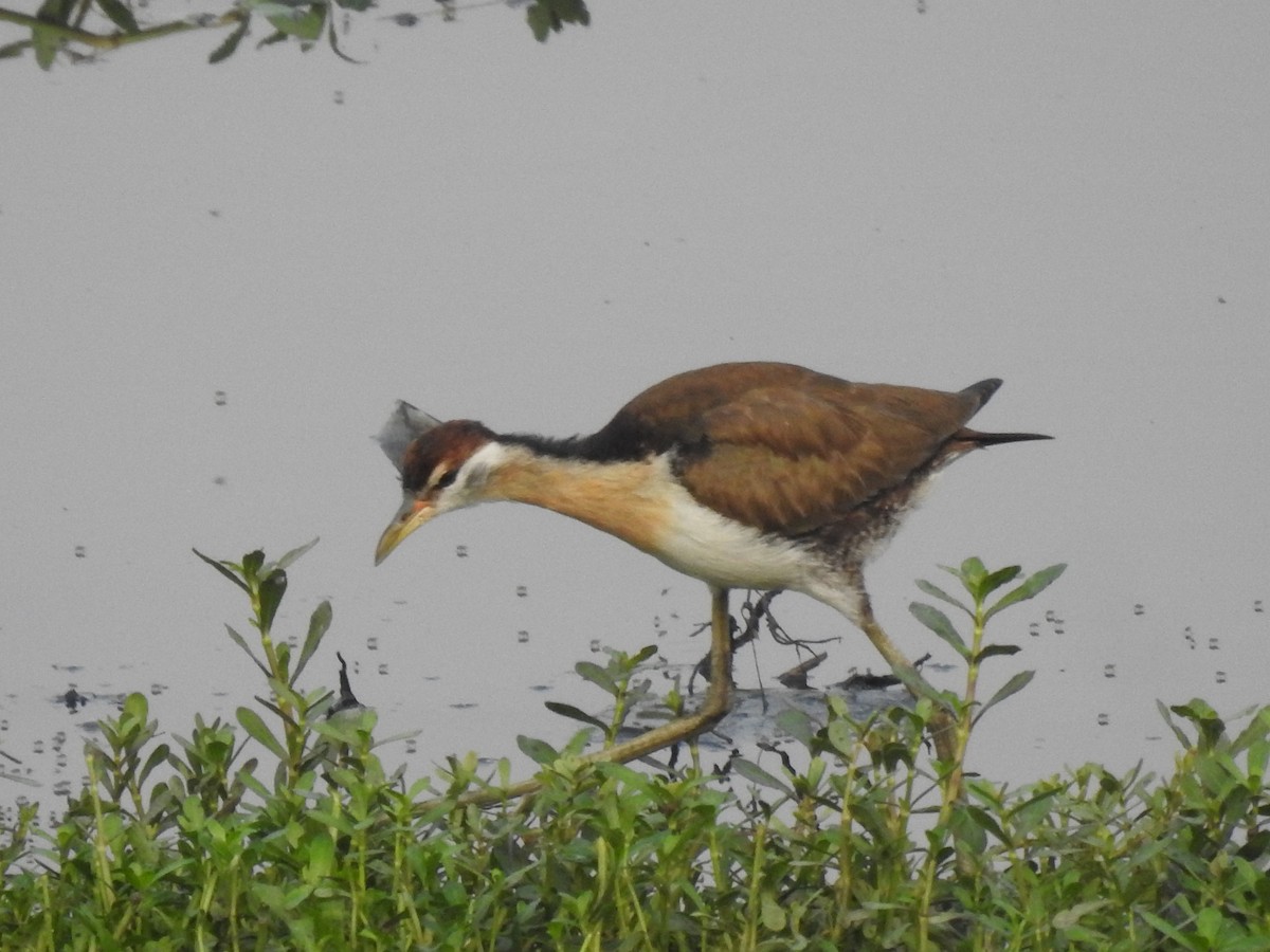 Bronze-winged Jacana - ML641803188
