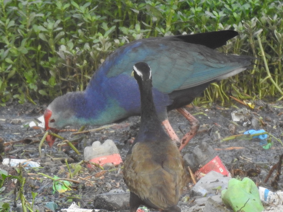 Bronze-winged Jacana - ML641803189