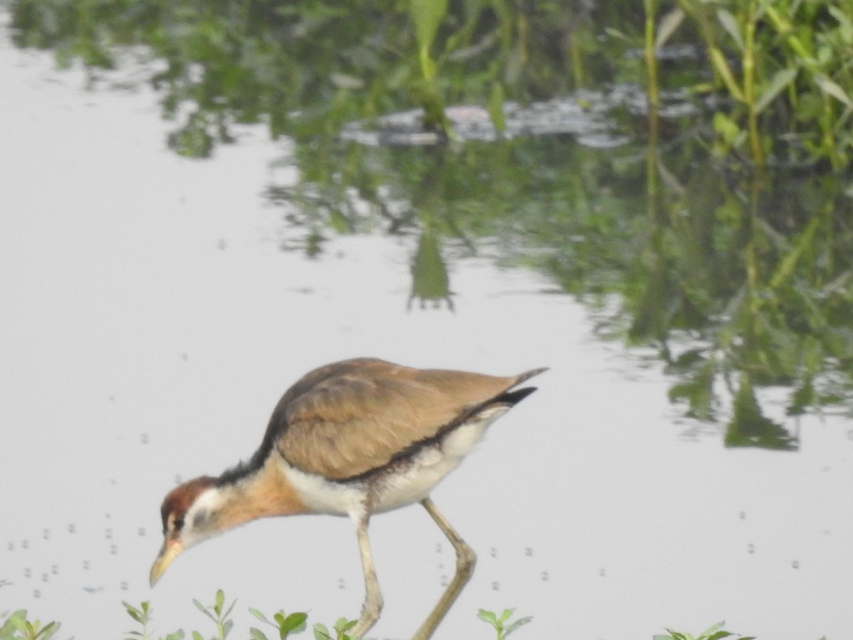 Bronze-winged Jacana - ML641803190