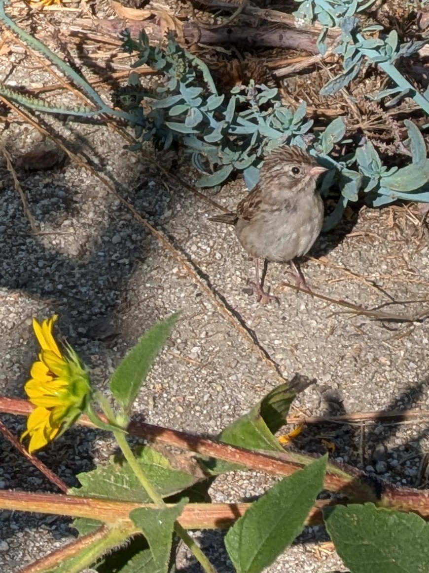 Brewer's Sparrow - ML641803196