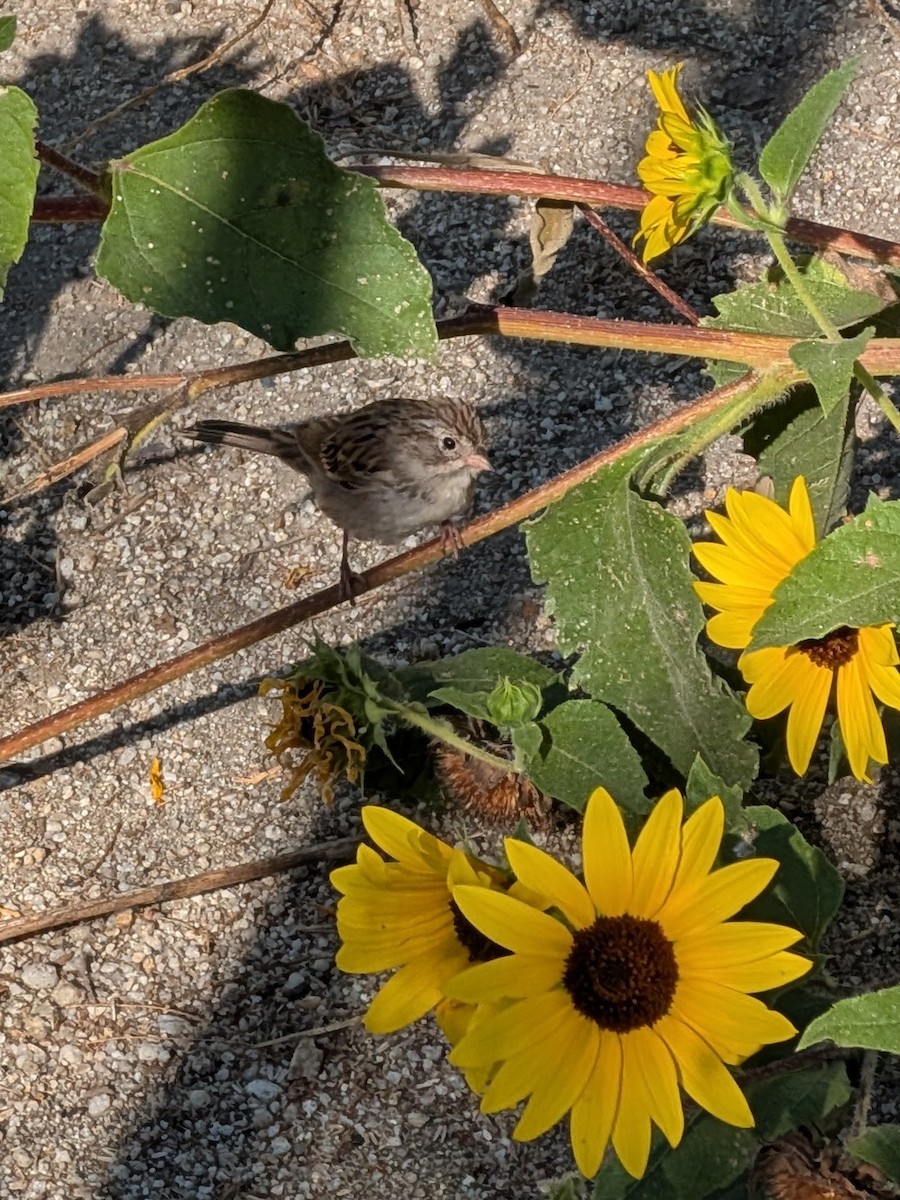 Brewer's Sparrow - ML641803199