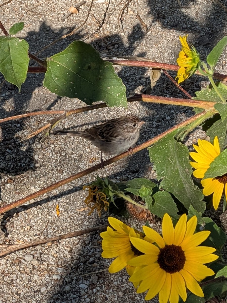 Brewer's Sparrow - ML641803213