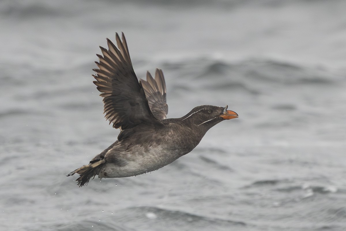 Rhinoceros Auklet - ML641803262