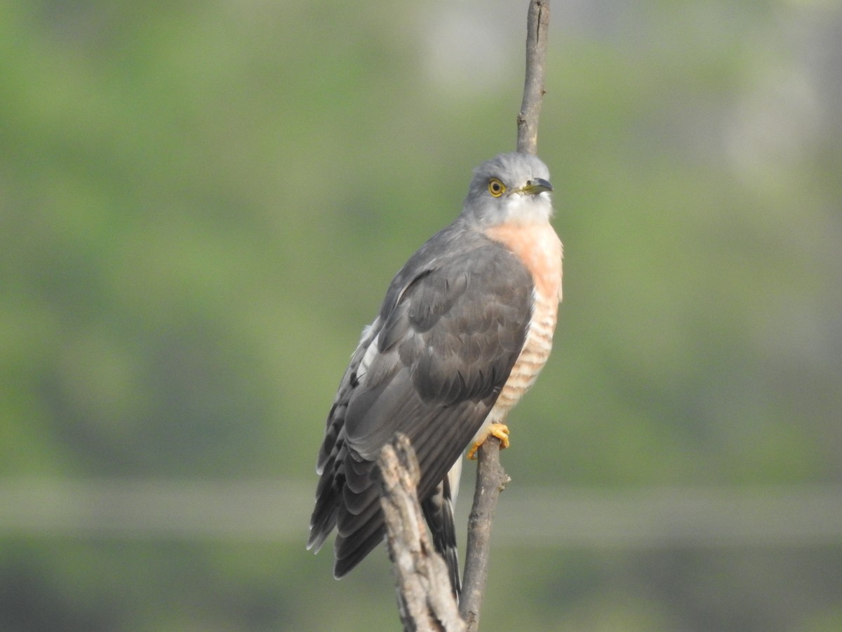 Common Hawk-Cuckoo - ML641803282