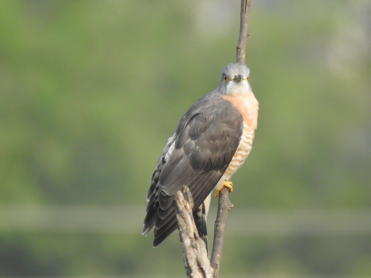 Common Hawk-Cuckoo - ML641803283