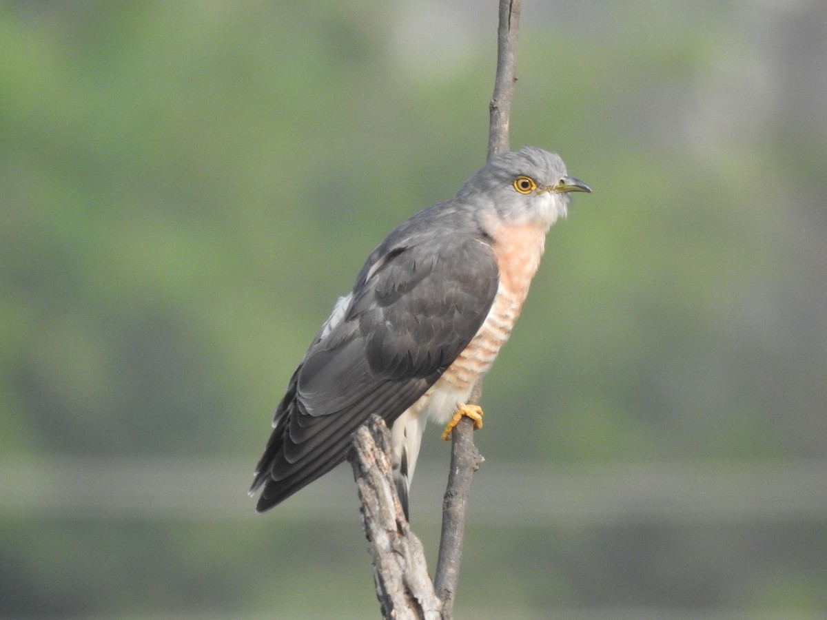 Common Hawk-Cuckoo - ML641803284