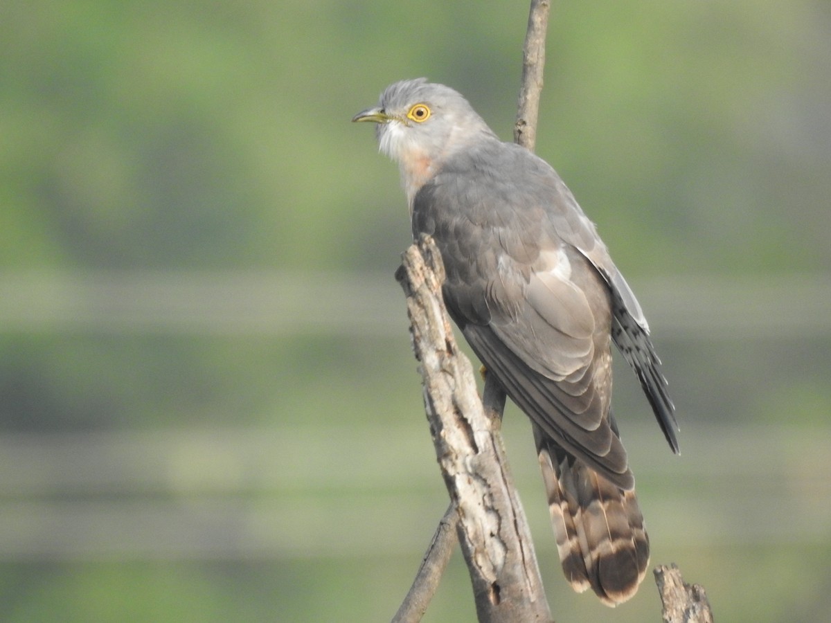 Common Hawk-Cuckoo - ML641803286