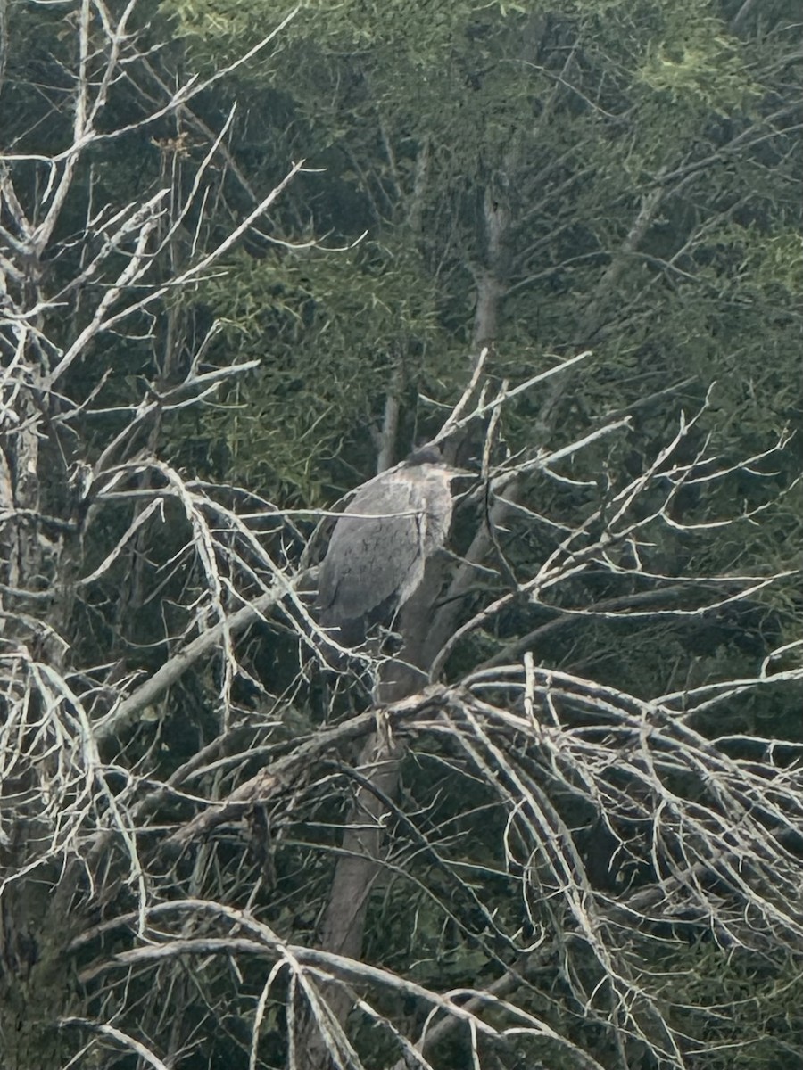 Great Blue Heron - ML641803287