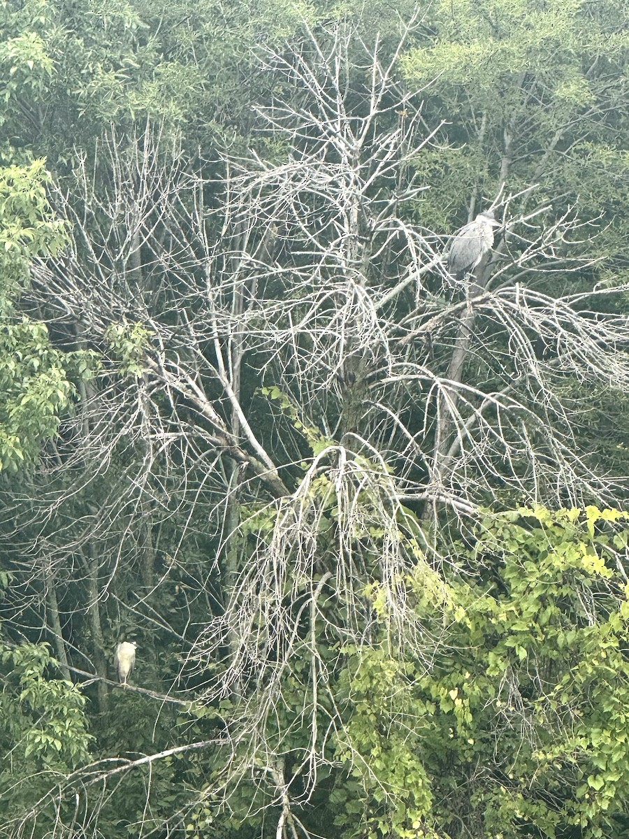 Great Blue Heron - ML641803295