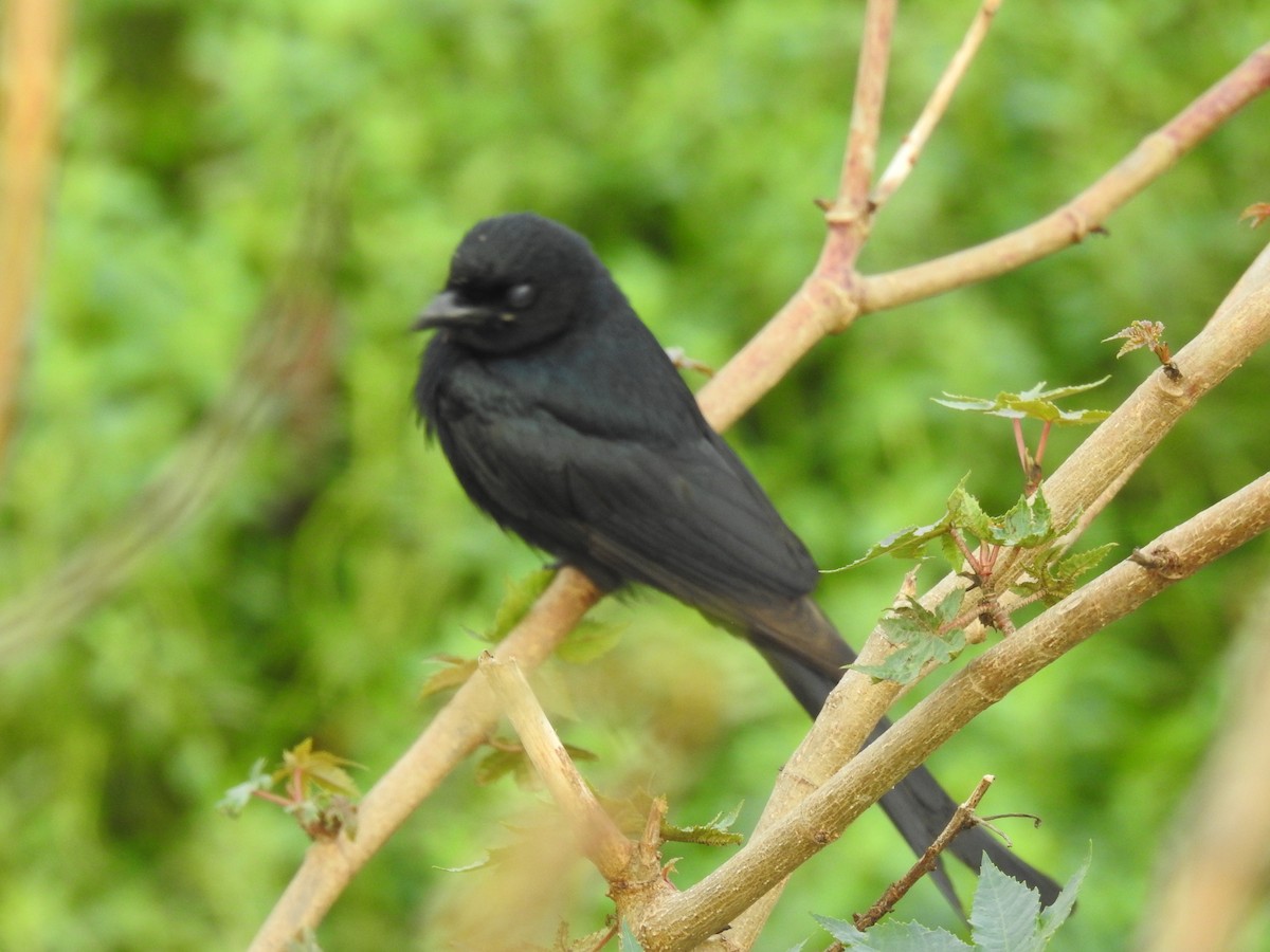 Black Drongo - ML641803303