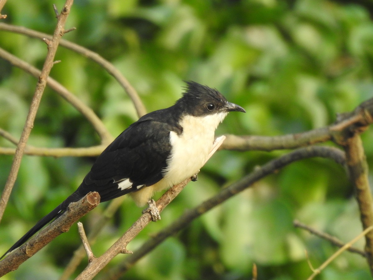 Pied Cuckoo - ML641803348