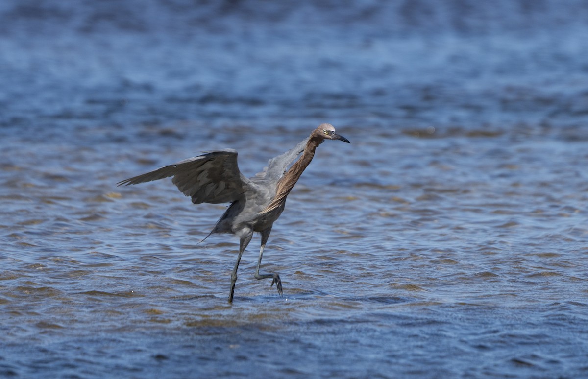 Reddish Egret - ML641803358