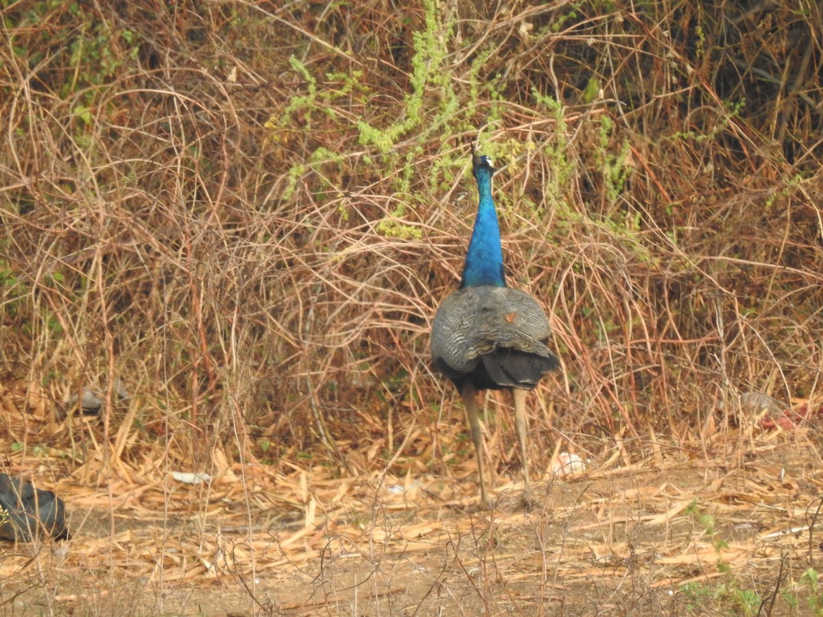 Indian Peafowl - ML641803359