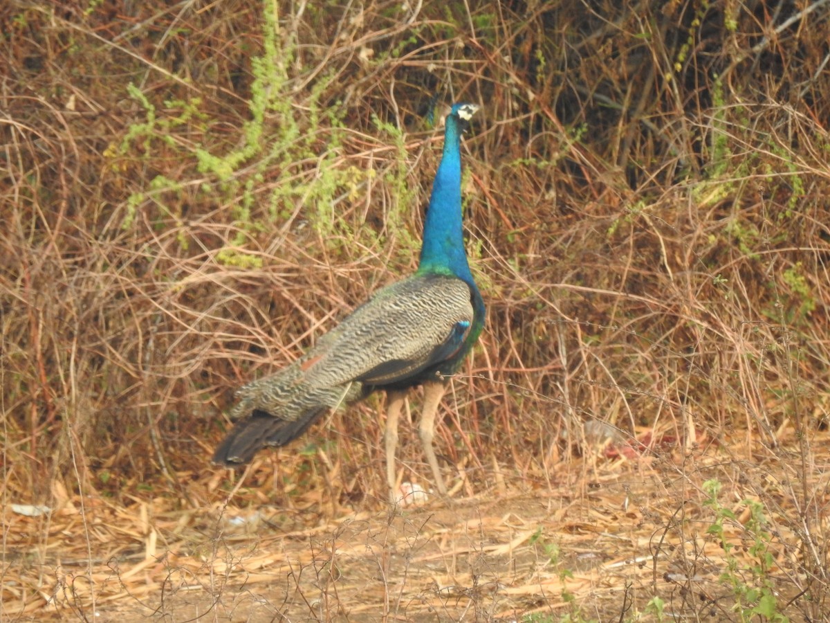 Indian Peafowl - ML641803360