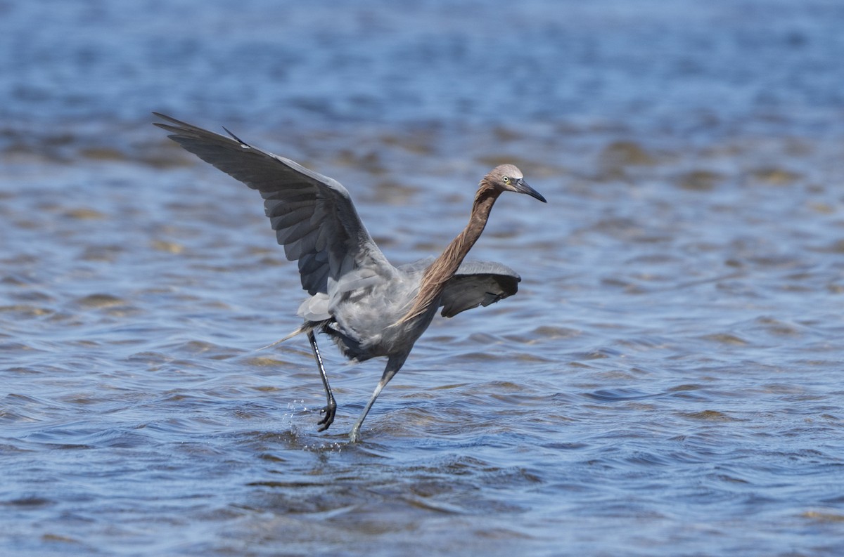 Reddish Egret - ML641803364