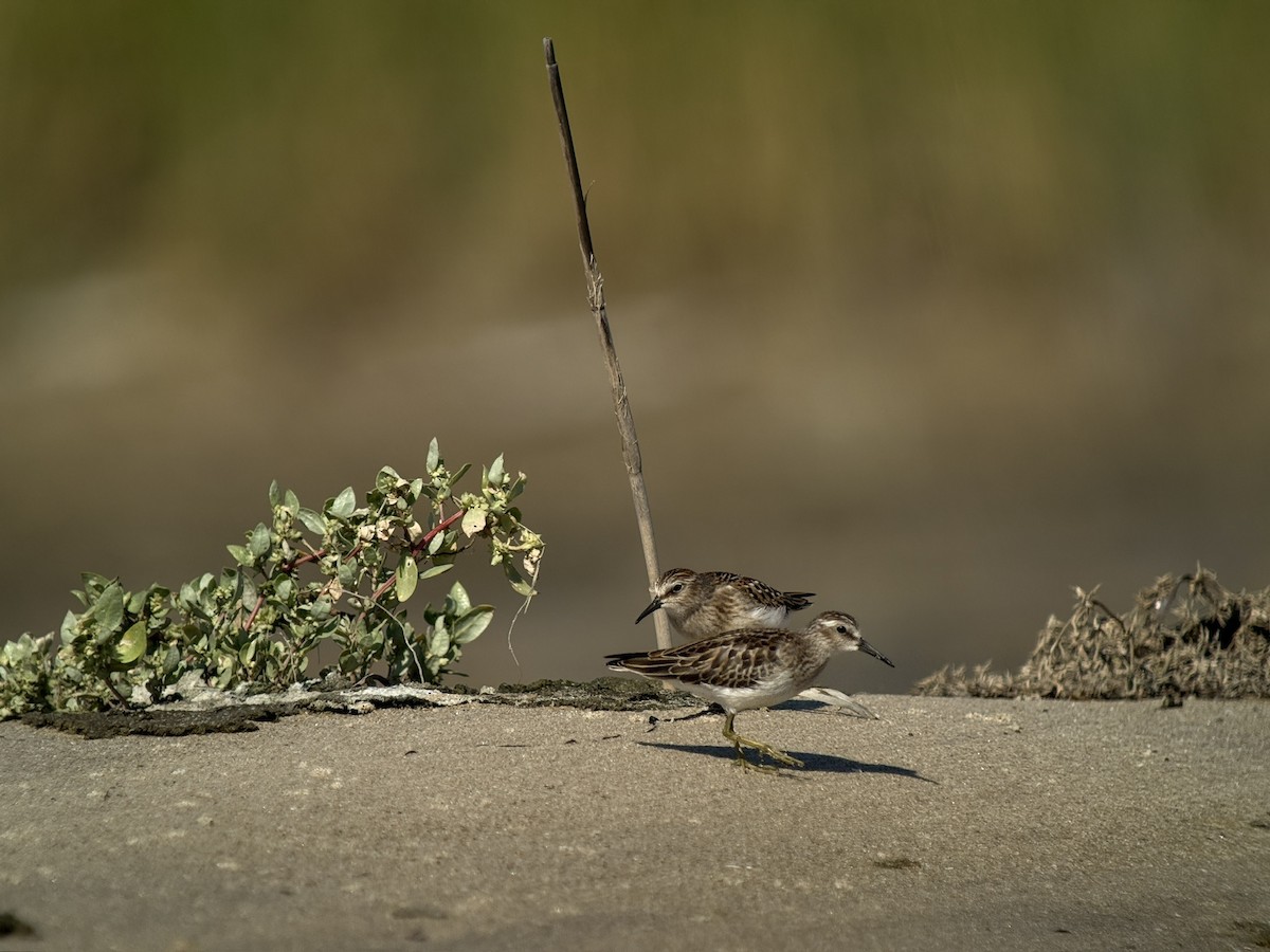 Least Sandpiper - ML641803366