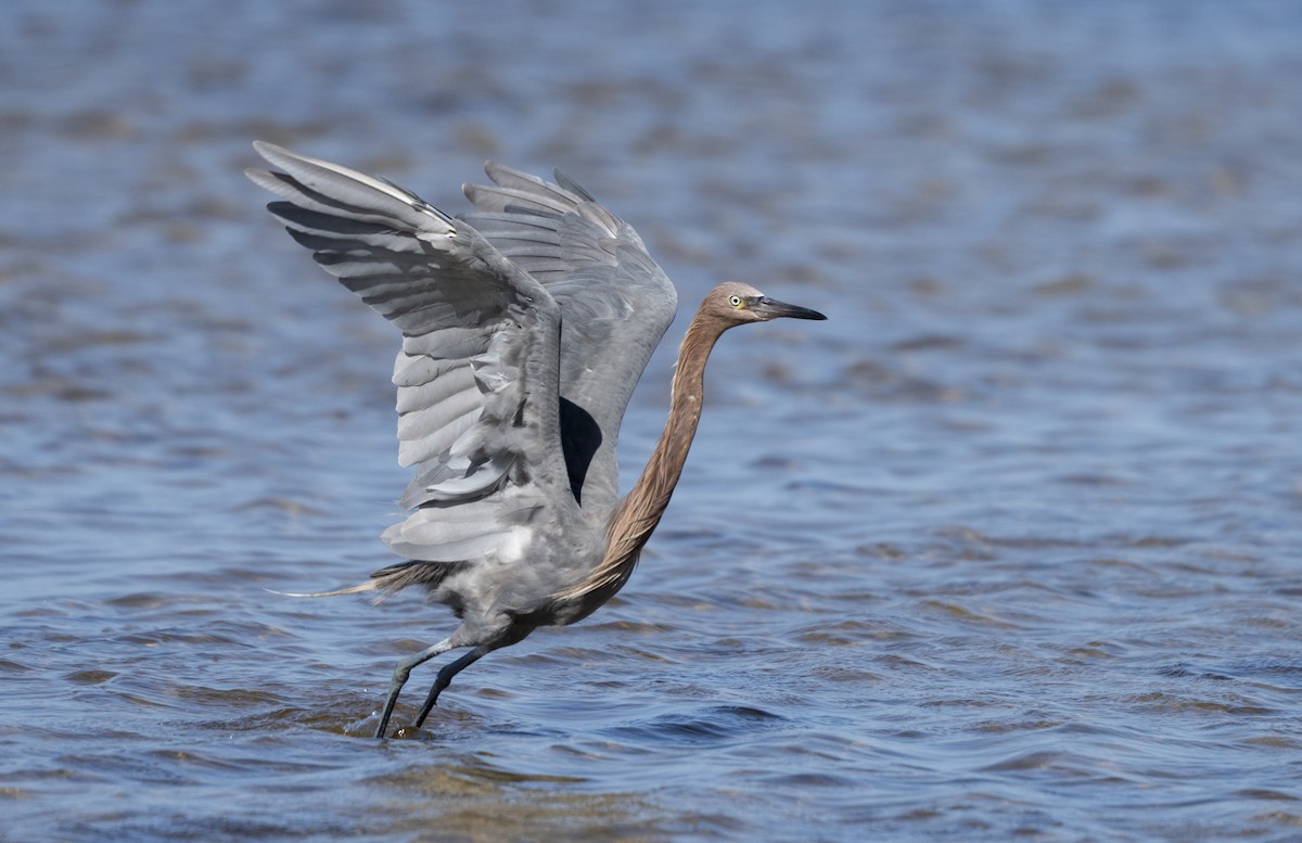Reddish Egret - ML641803368