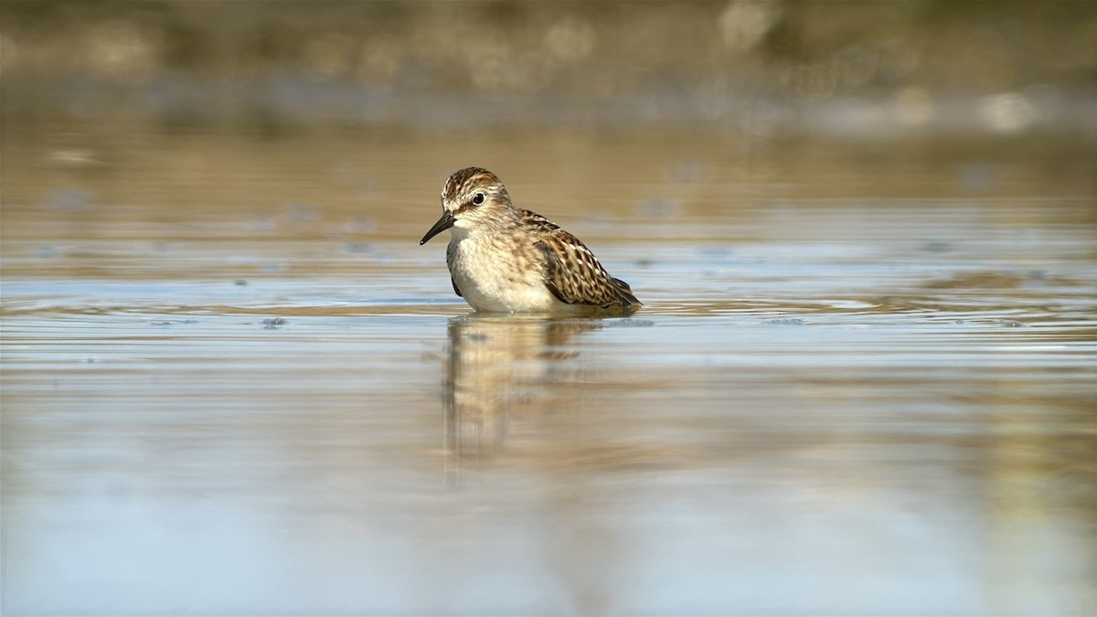 Least Sandpiper - ML641803385