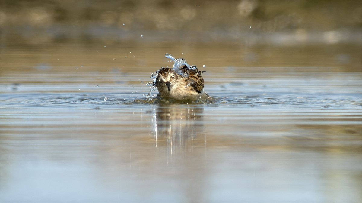 Least Sandpiper - ML641803388