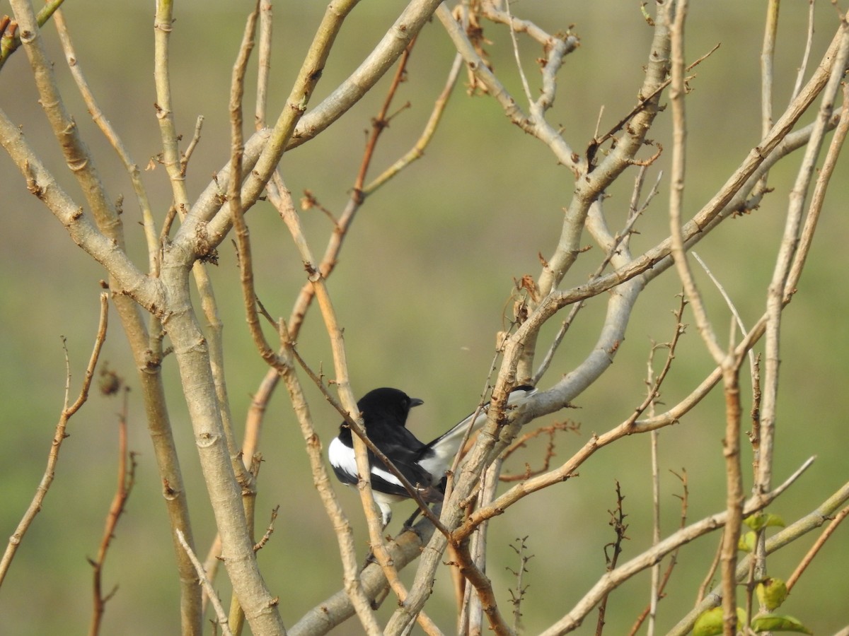 Oriental Magpie-Robin - ML641803394