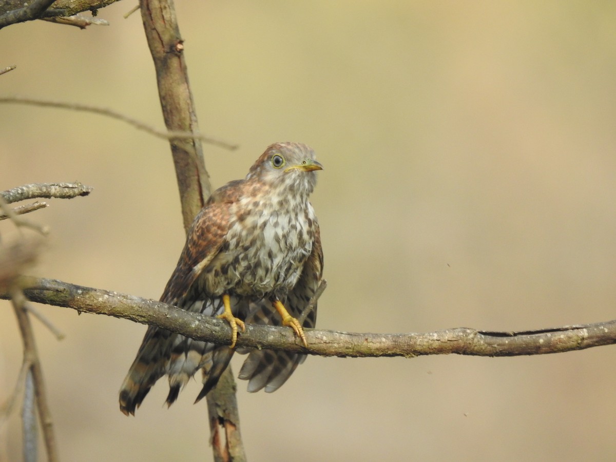 Common Hawk-Cuckoo - ML641803422