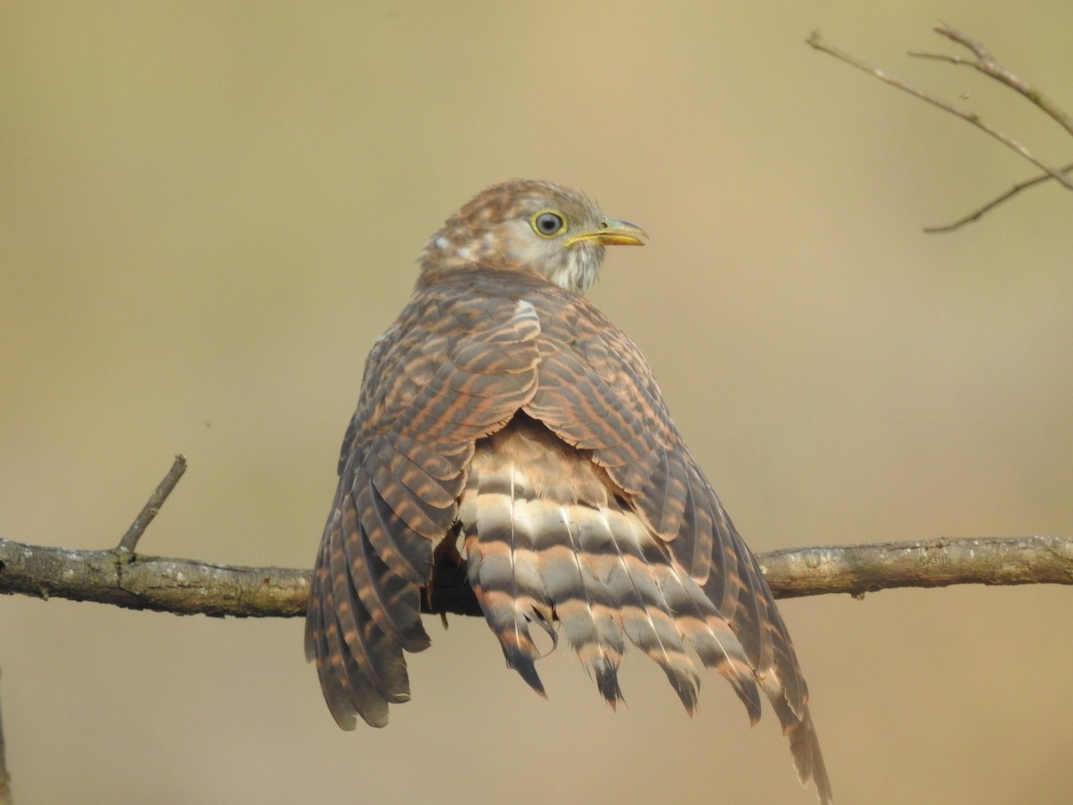 Common Hawk-Cuckoo - ML641803423