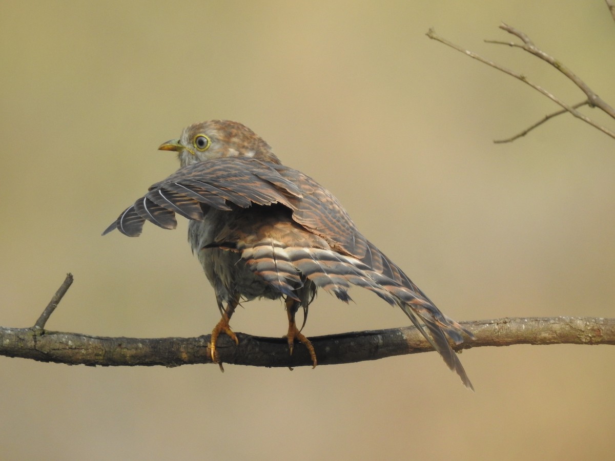 Common Hawk-Cuckoo - ML641803424