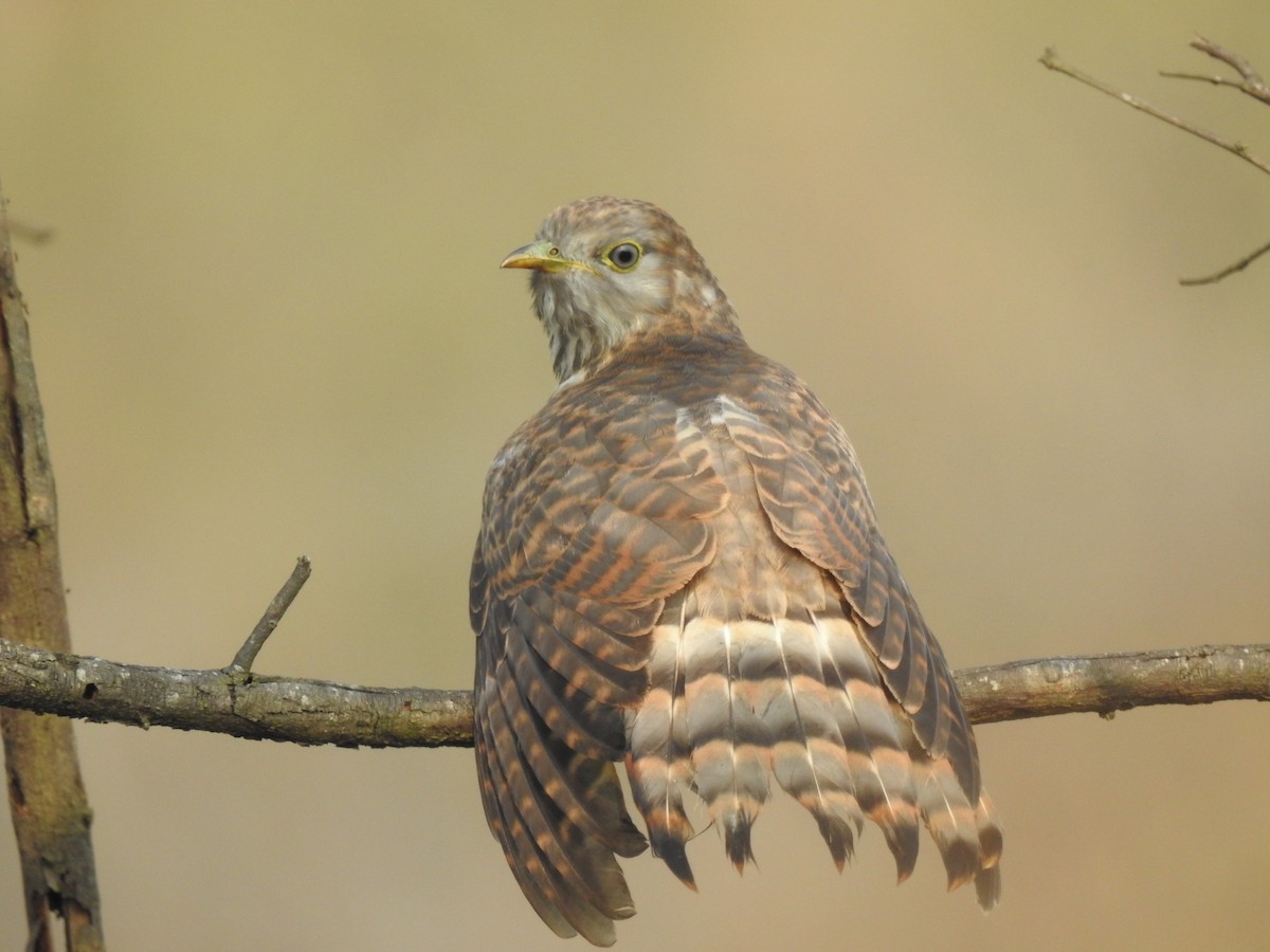 Common Hawk-Cuckoo - ML641803425