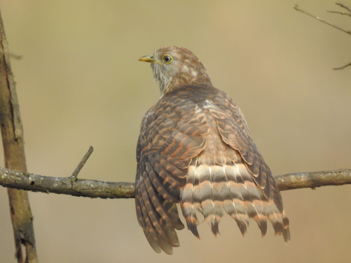 Common Hawk-Cuckoo - ML641803426