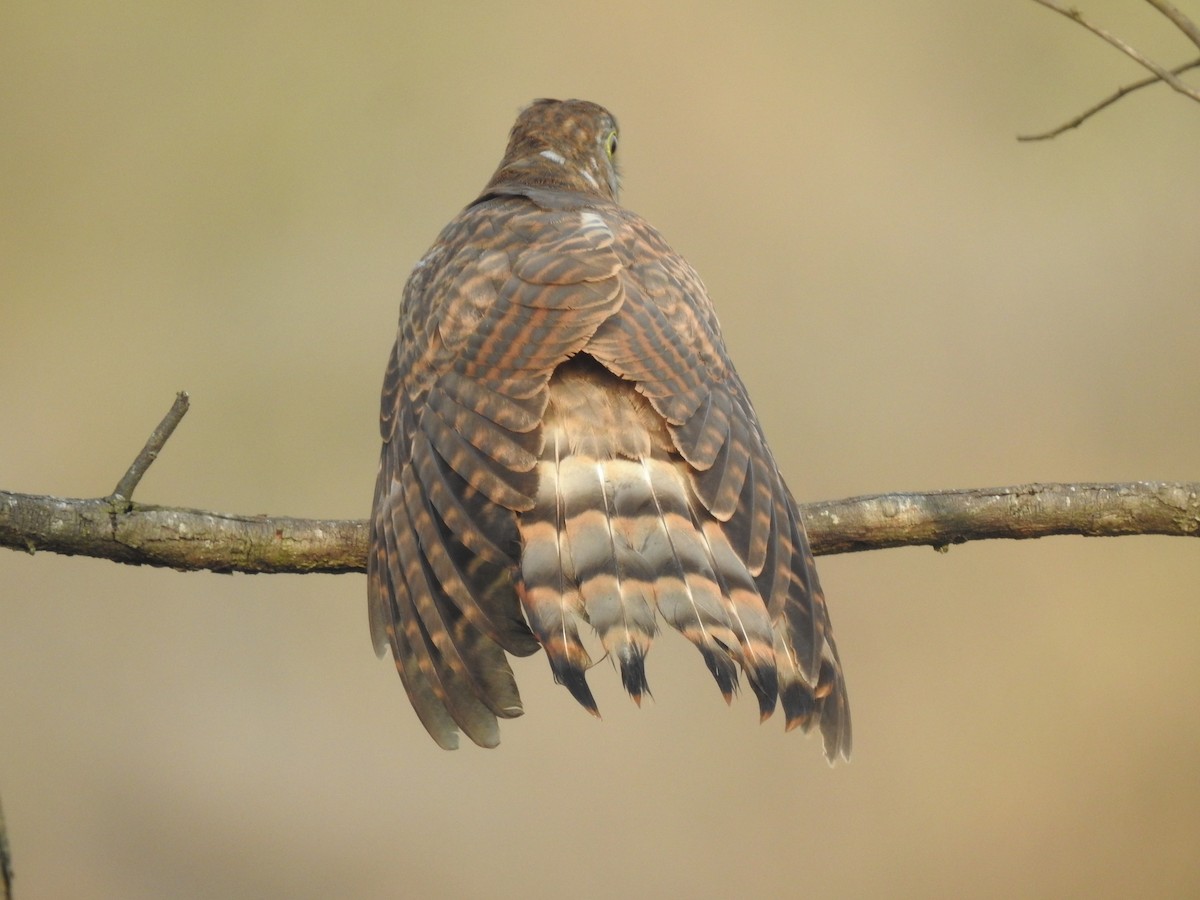 Common Hawk-Cuckoo - ML641803427