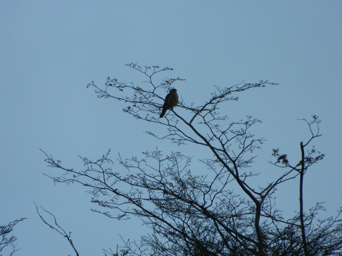 Chimango Caracara - ML641803457