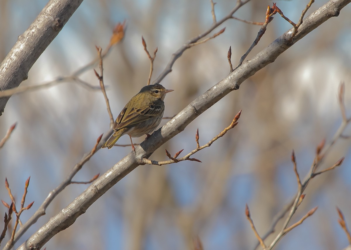 Olive-backed Pipit - ML641803476