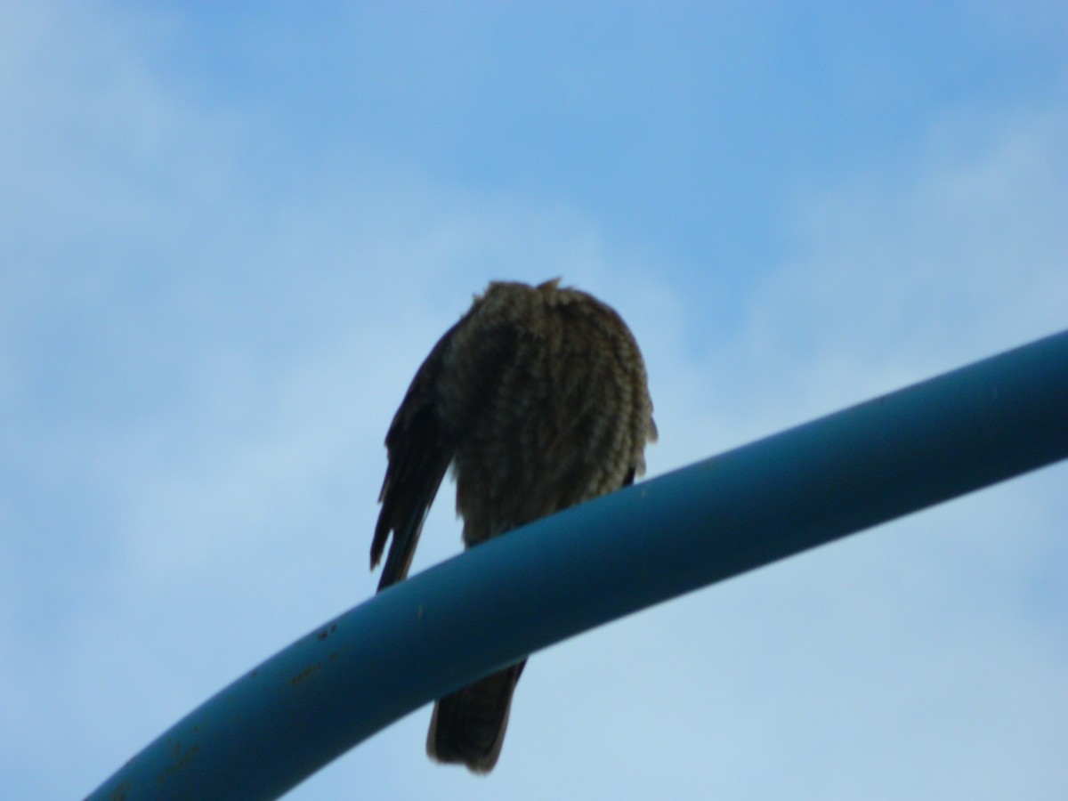 Chimango Caracara - ML641803489
