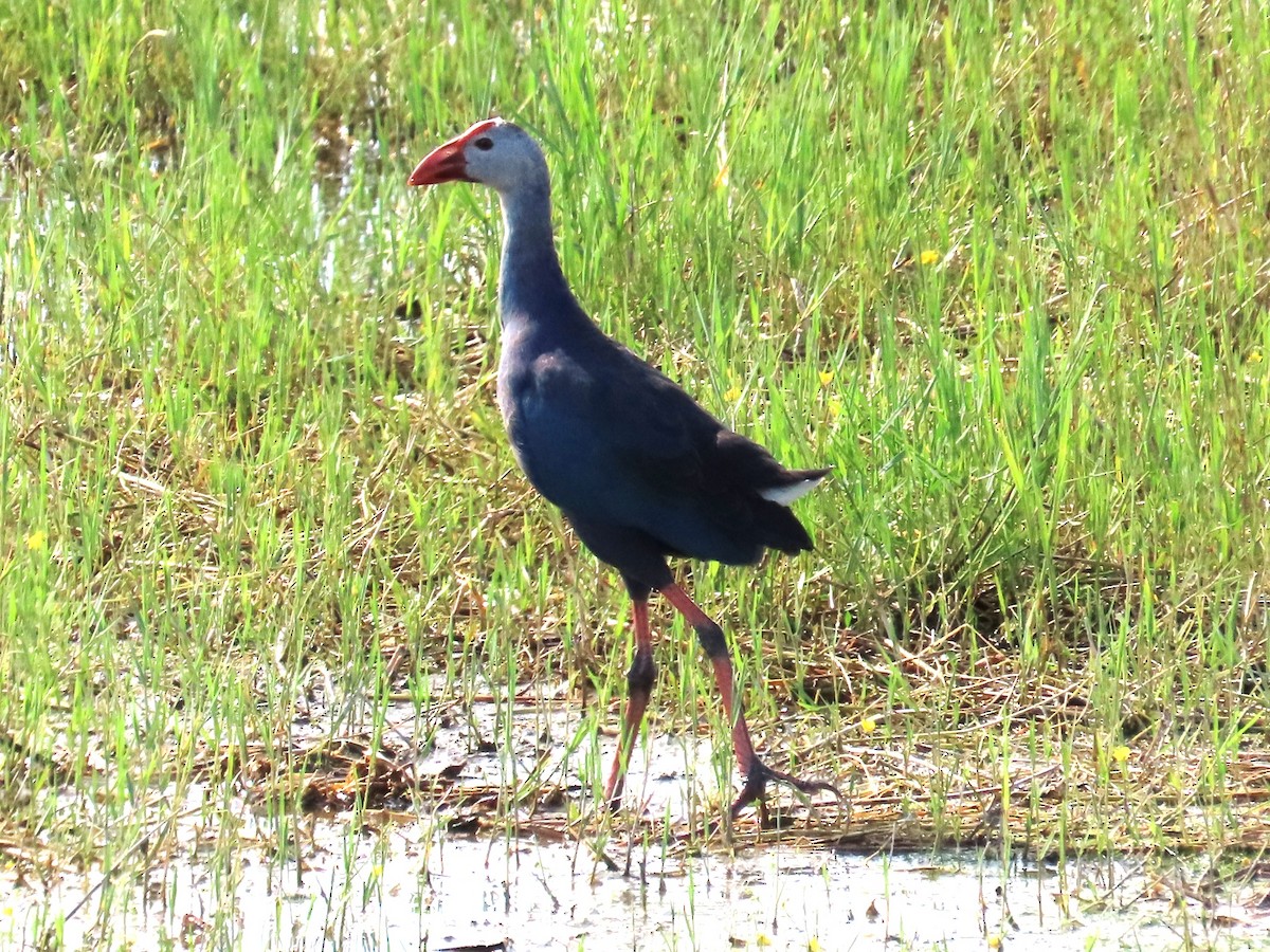 Gray-headed Swamphen - ML641803492