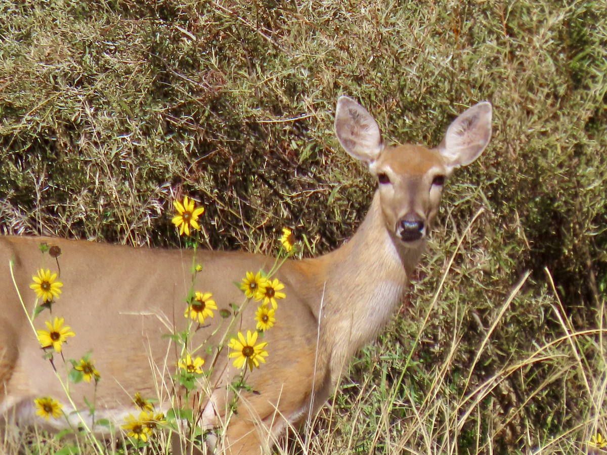 Animals - ML641803493