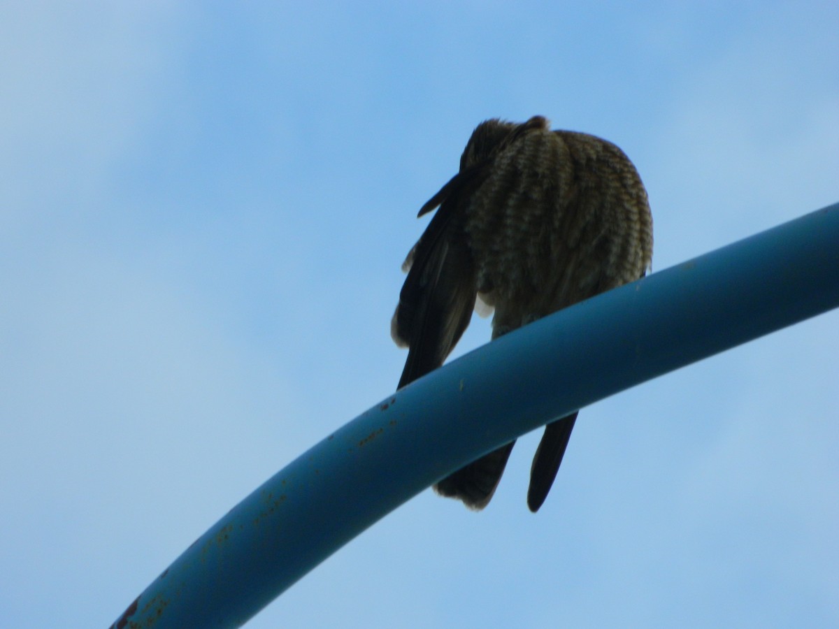 Chimango Caracara - ML641803494