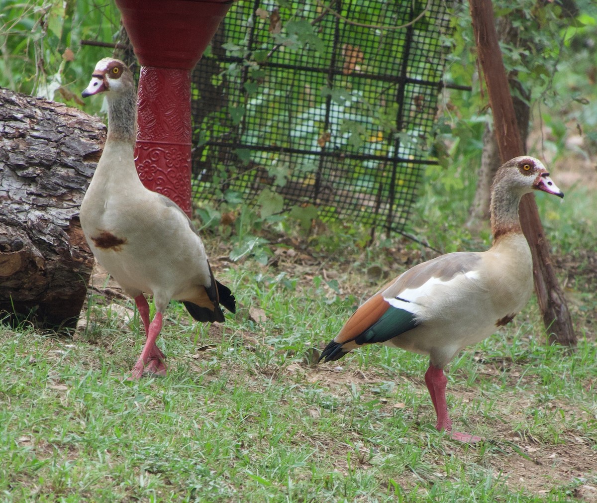 埃及雁 - ML641803519