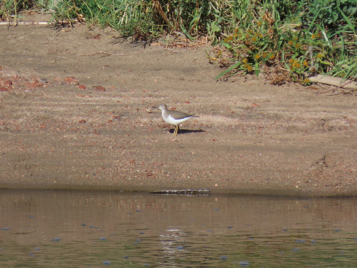 Spotted Sandpiper - ML641803535