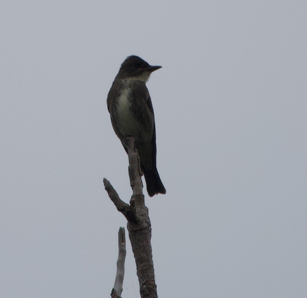 Olive-sided Flycatcher - ML641803539