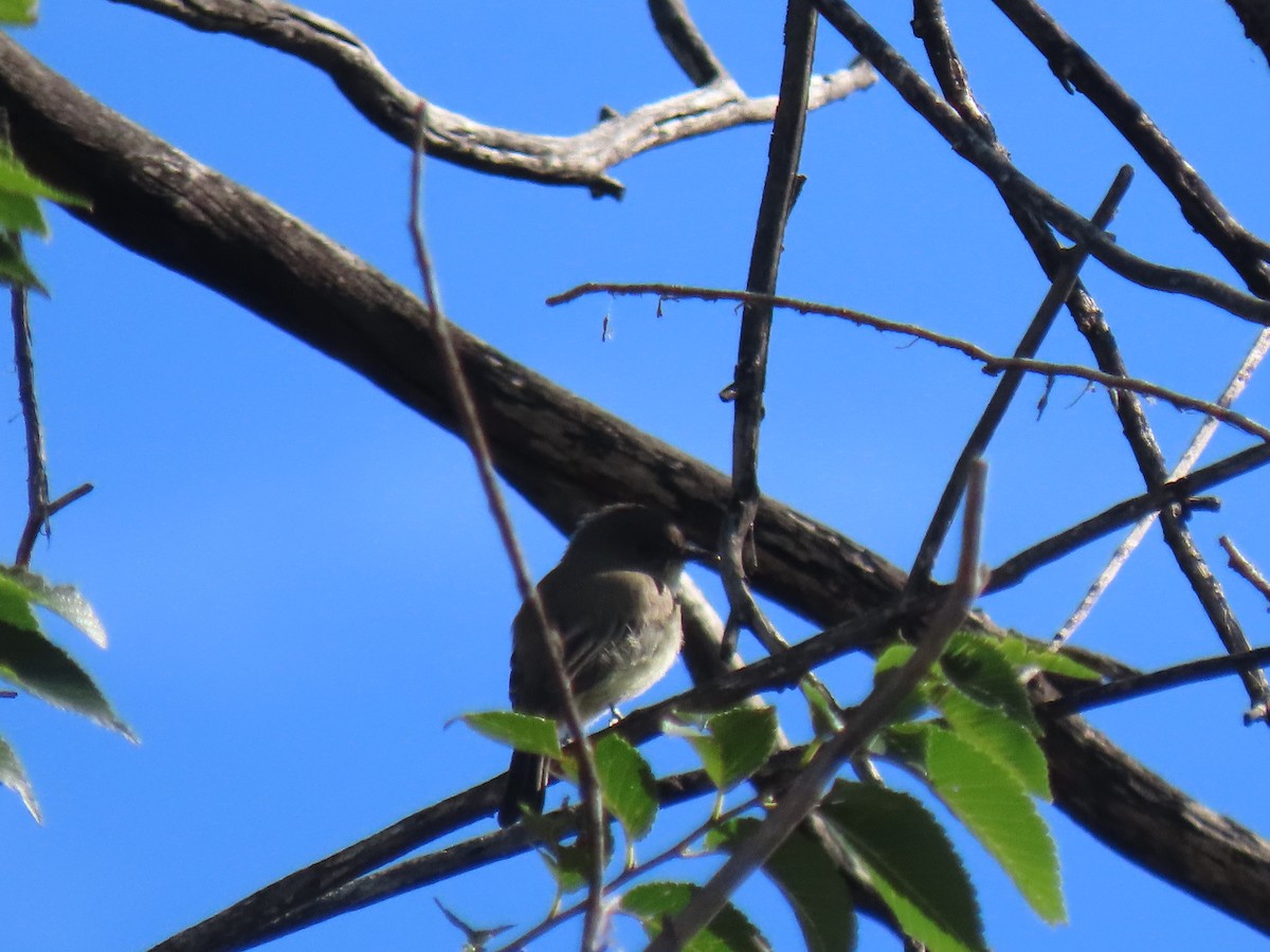 Eastern Phoebe - ML641803549