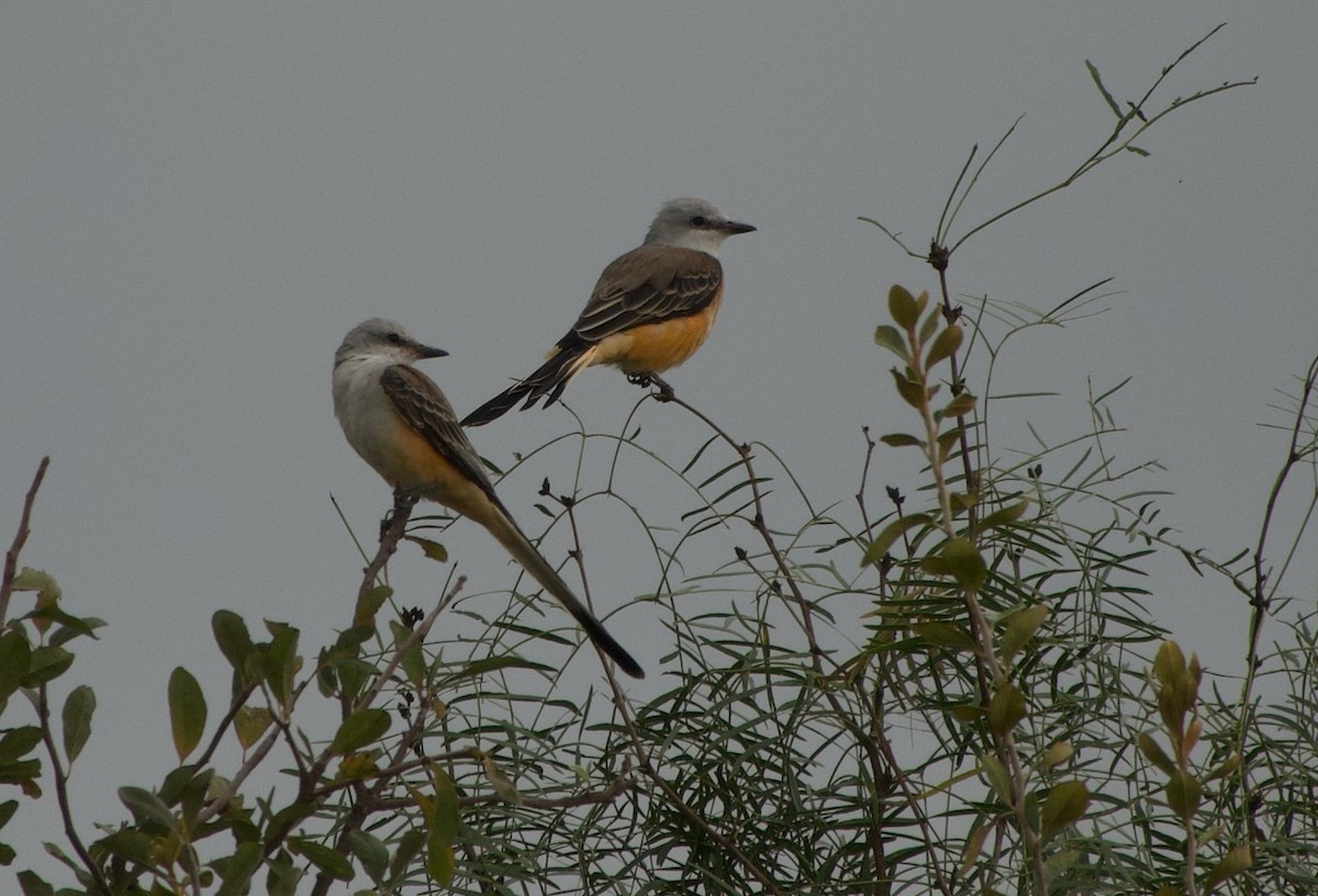 Scissor-tailed Flycatcher - ML641803556