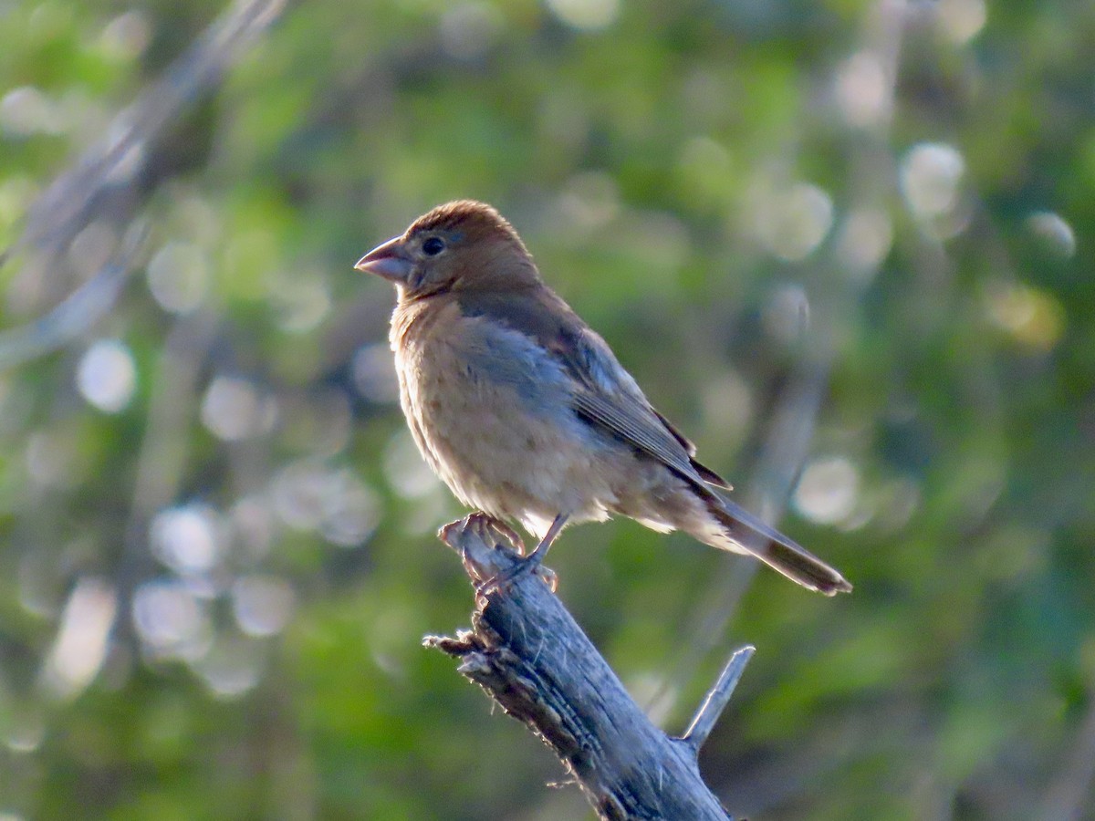Blue Grosbeak - ML641803582