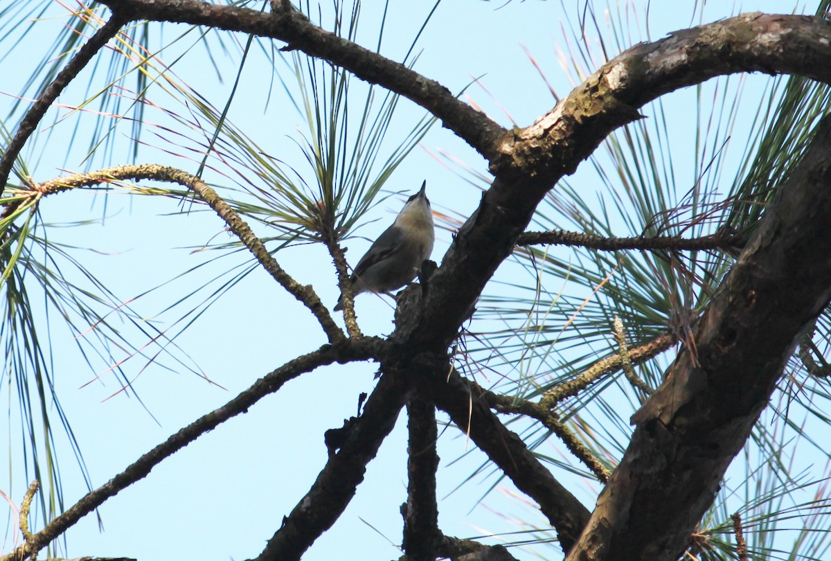 Brown-headed Nuthatch - ML641803583