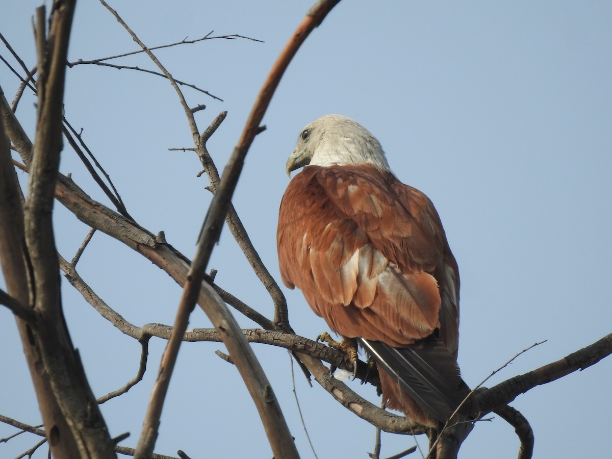 Brahminy Kite - ML641803586