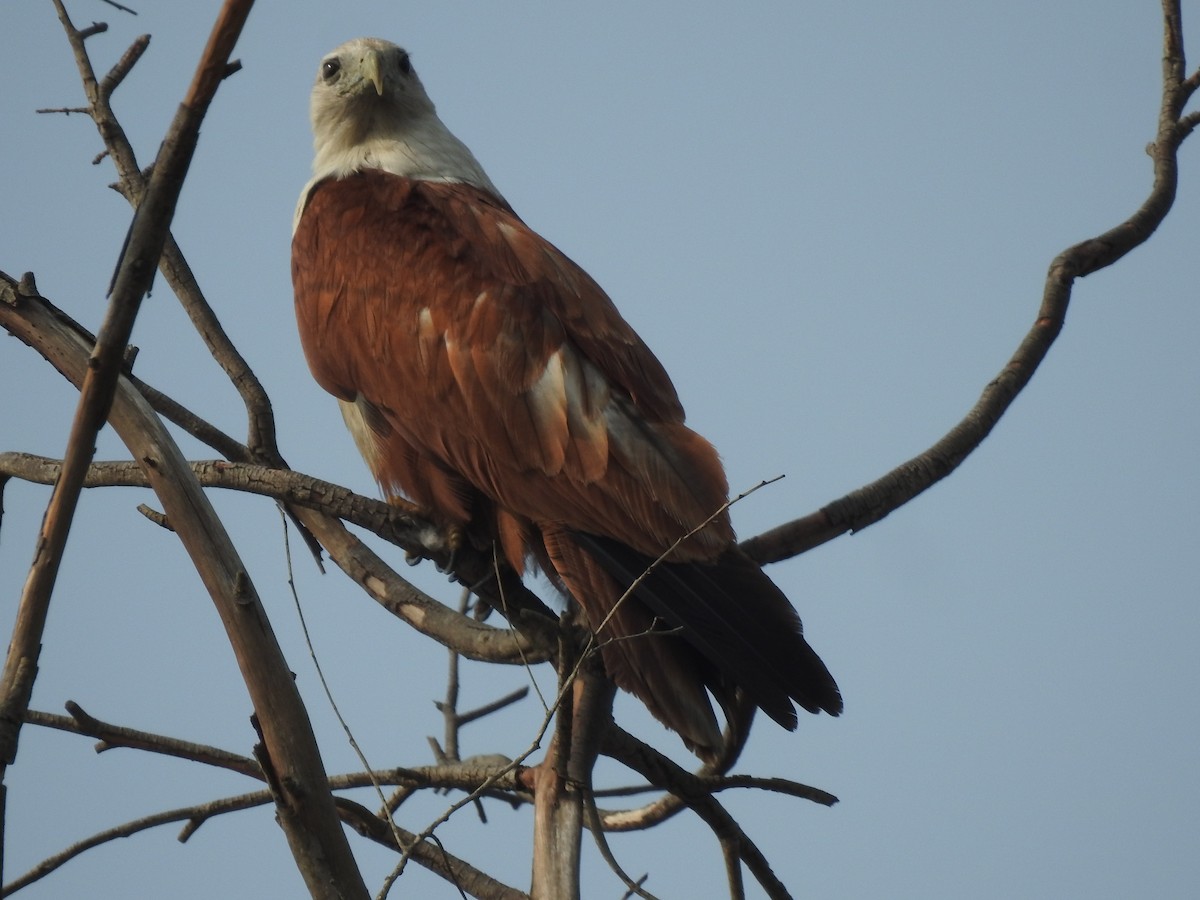 Brahminy Kite - ML641803587