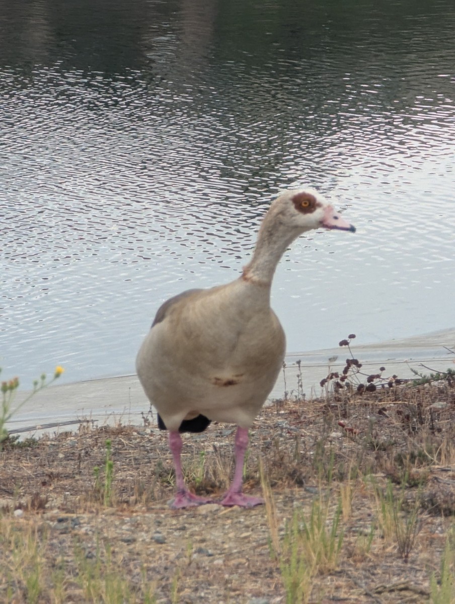 Egyptian Goose - ML641803594