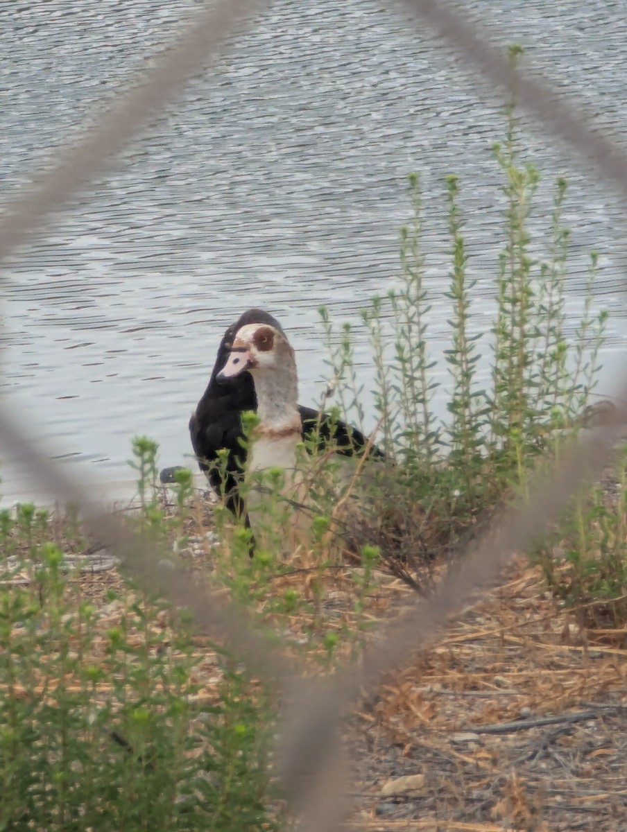 Egyptian Goose - ML641803595