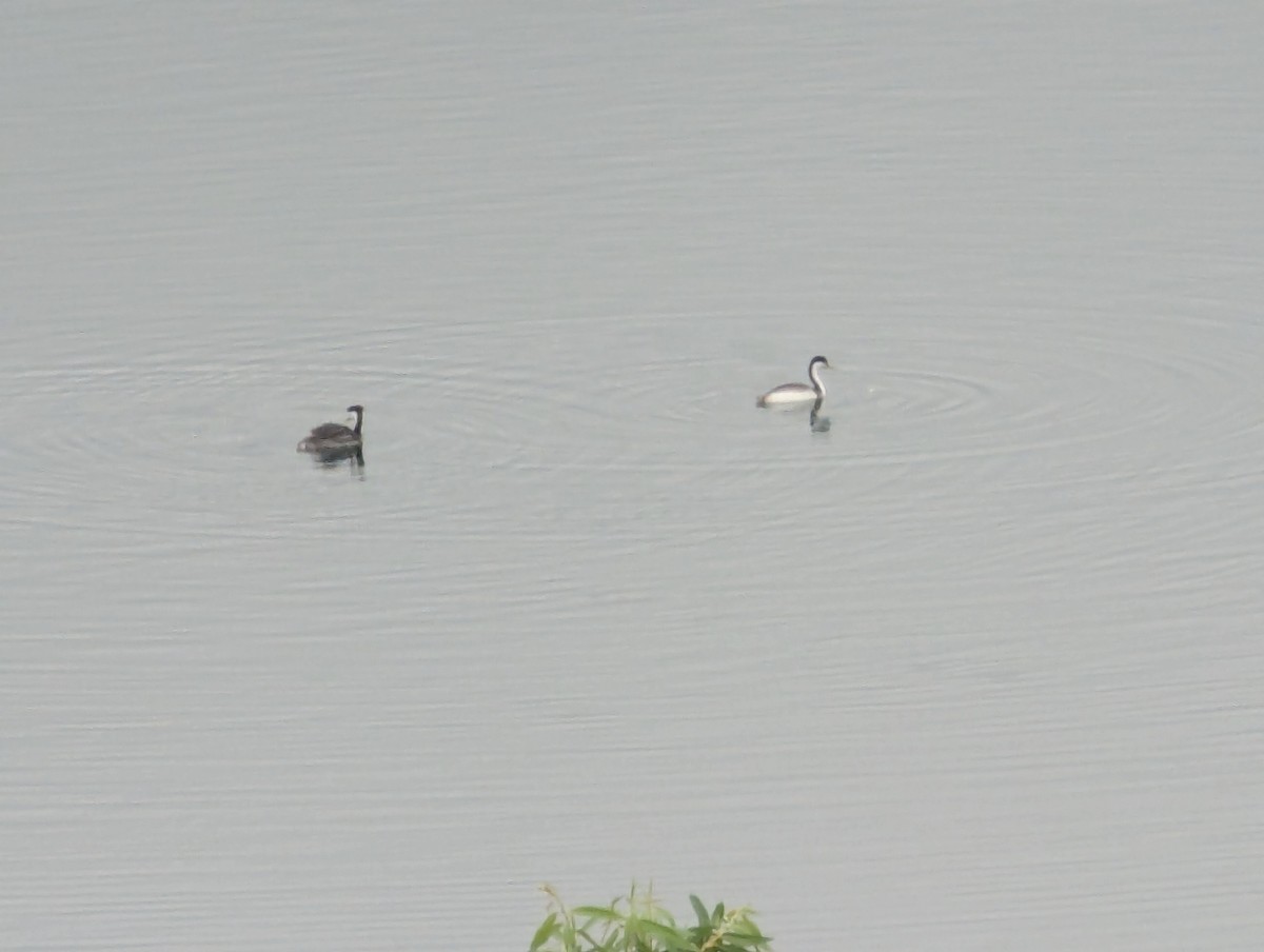 Western Grebe - ML641803618